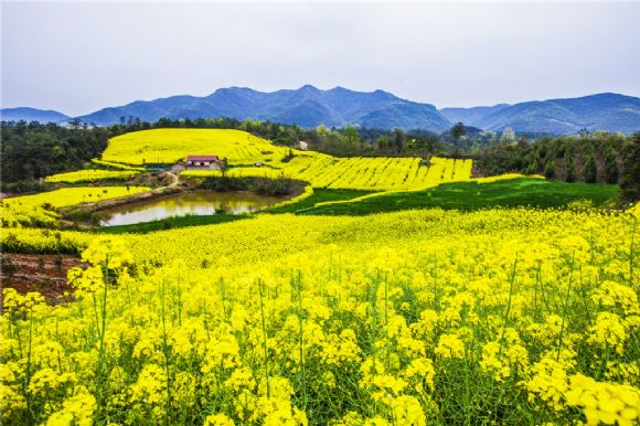 农场庄园油菜花幻灯片背景图片