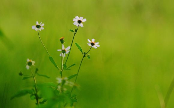 小花儿高清写真PPT背景图片