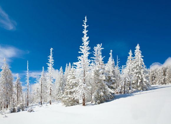 蓝天下的雪松林PPT背景图片