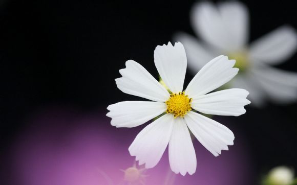 漂亮的花儿幻灯片高清背景图片