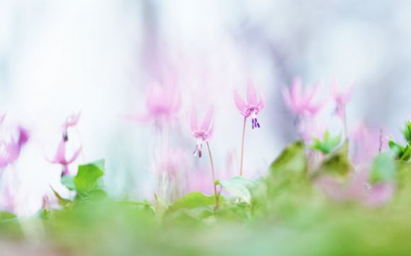 漂亮花儿朦胧PPT背景图片