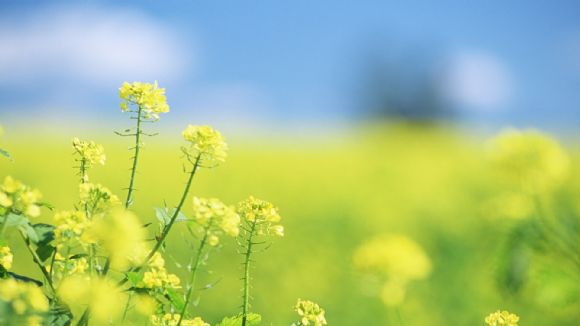 牵牛花油菜花唯美高清幻灯片背景图片