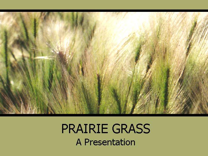 幻灯片模版prairie grass PPT模板